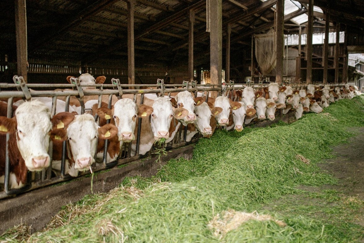 farm safety